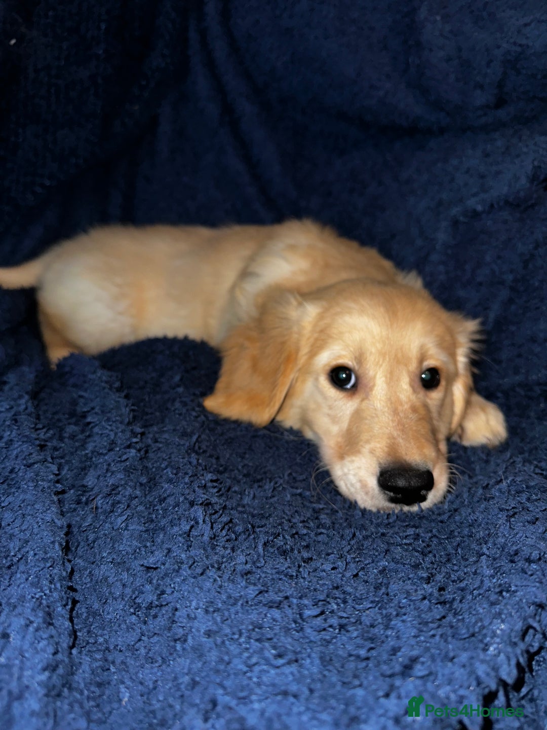 Golden Retriever dogs for sale: Golden retriever puppies🥰 - Image 9