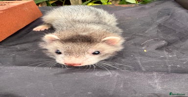 Ferret rodents - Advert 8