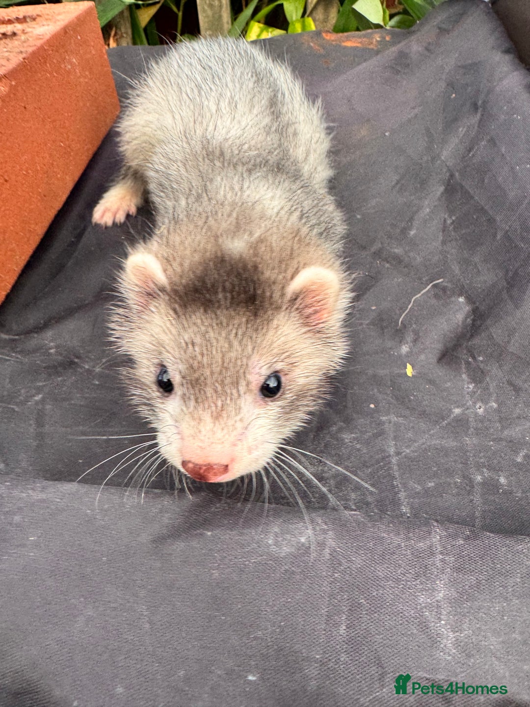 Ferret rodents for sale: Beautiful ferrets for sale - Image 2
