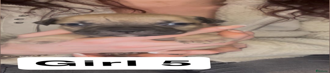 Mixed Breed Puppy 12