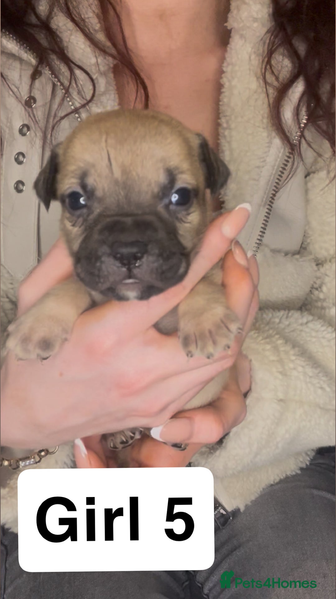 Mixed Breed dogs for sale: Mastiff puppies - Image 14