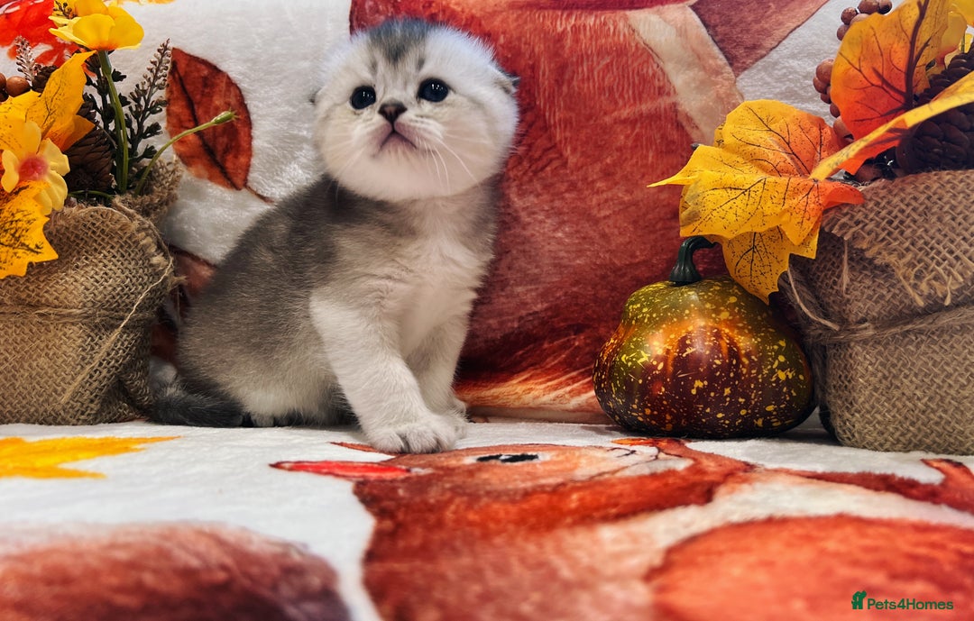 Scottish Fold cats for sale: Purrfect little babies - Image 8