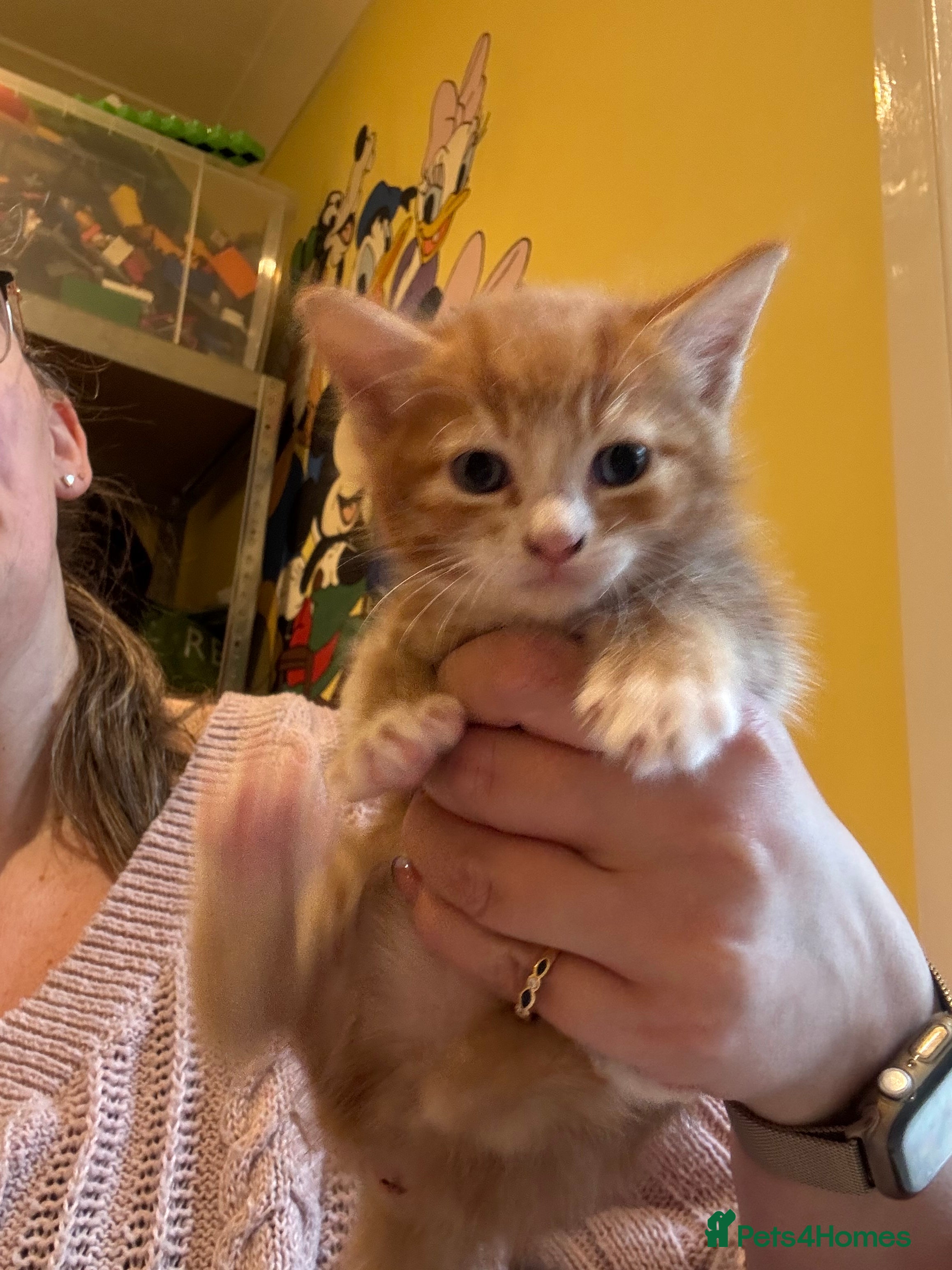 Mixed Breed cats Gorgeous ginger kittens all boys  - Advert 2