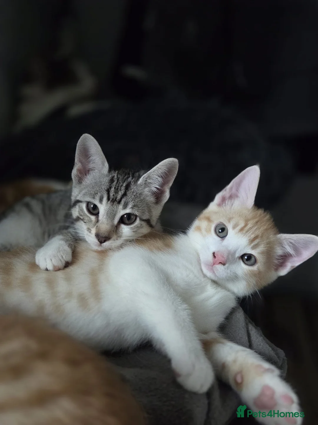 Mixed Breed cats for sale: Beautiful mixed breed kittens for sale - Advert 1