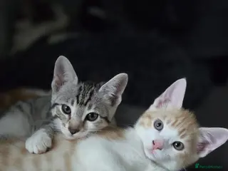 Mixed Breed cats Beautiful mixed breed kittens for sale - Advert 5