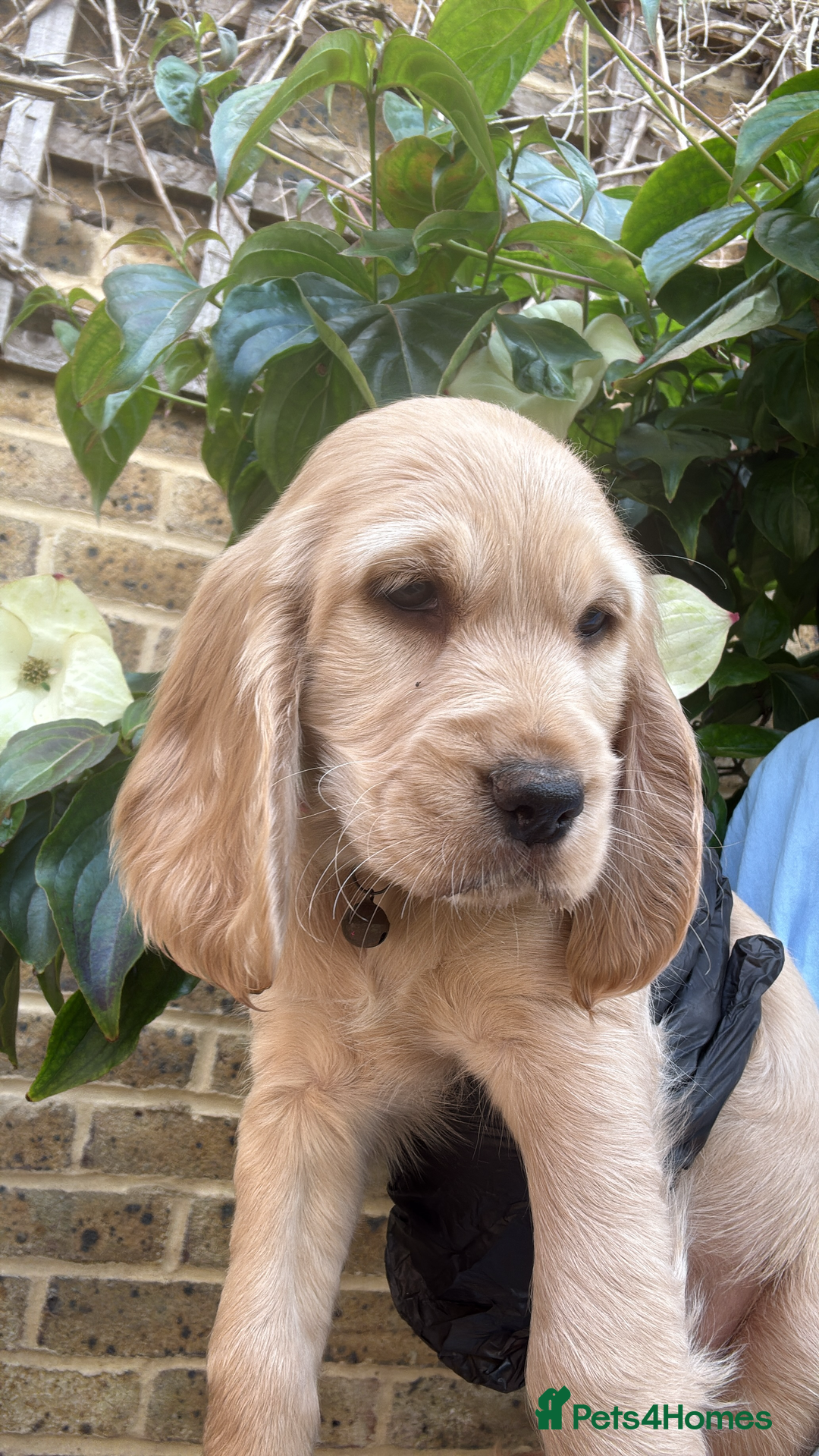 Cocker Spaniel dogs for stud: 🌟 🌟 🌟 English cocker spaniel for stud  in Hook - Advert 2