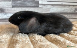 Mini Lop rabbits for sale: ⭐️Pure Breed Holland lops⭐️ - Image 20