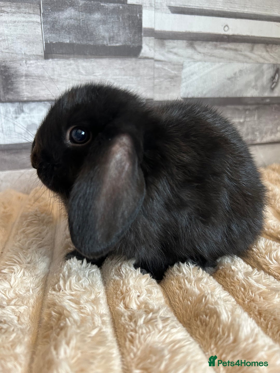 Mini Lop rabbits for sale: ⭐️Pure Breed Holland lops⭐️ - Image 20