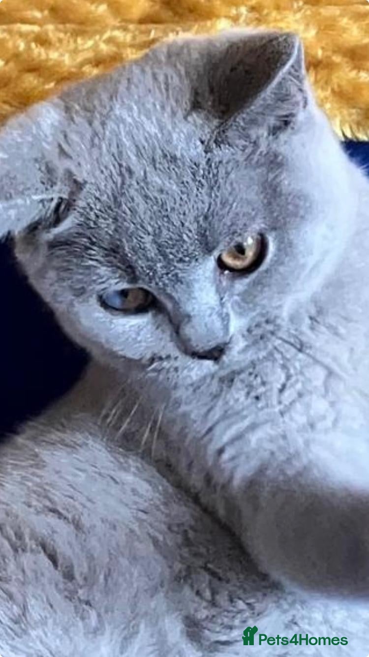 British Shorthair cats 🌟GCCF BSH 🏆Champion Bloodline 🌟5-Gen Pedigree🌟 - Advert 1