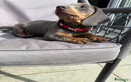 Dachshund dogs for sale: Dachshund puppies  - Image 1