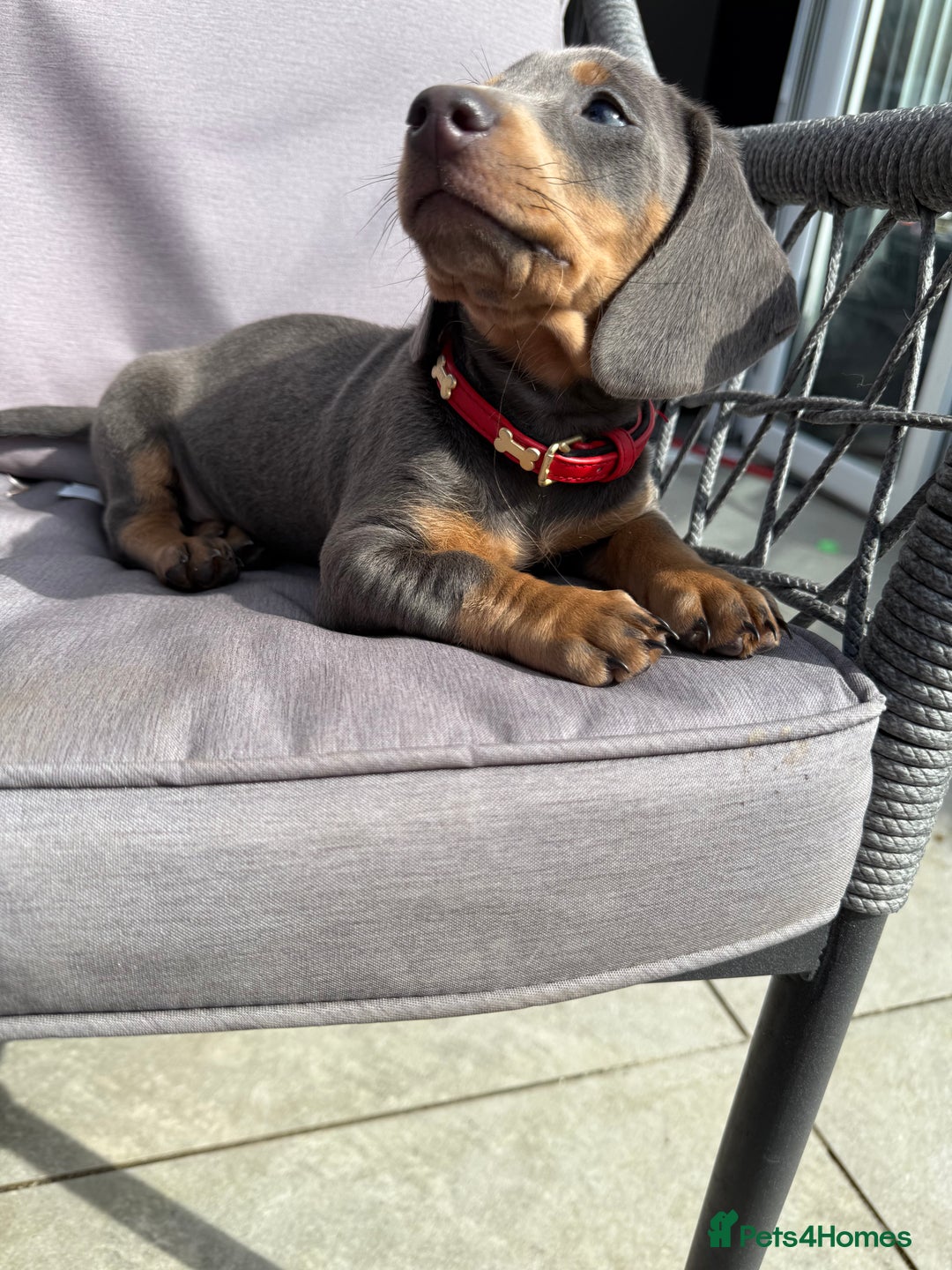 Dachshund dogs for sale: Dachshund puppies  - Image 1