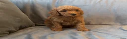 Cavapoo dogs for sale: Cavapoos Extensive DNA & Heart tested - Advert 21