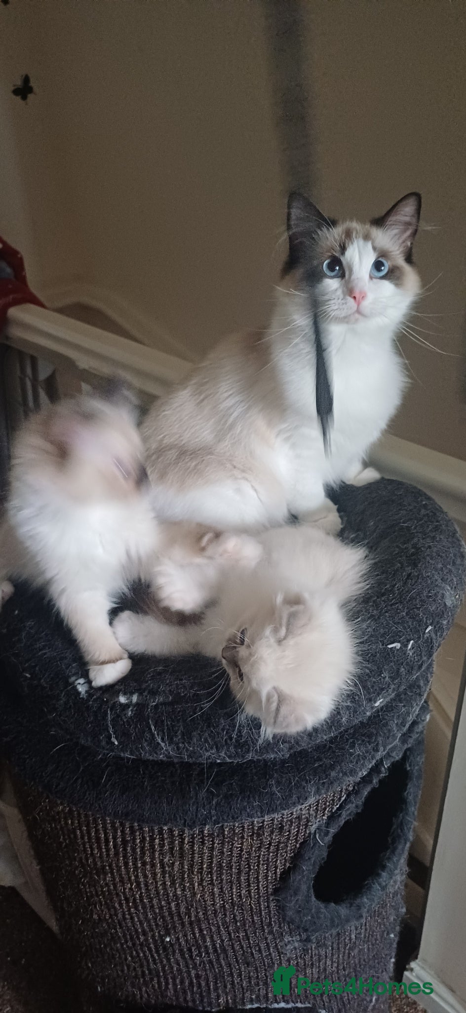 Ragdoll cats Beautiful litter Of Ragdolls - Advert 1