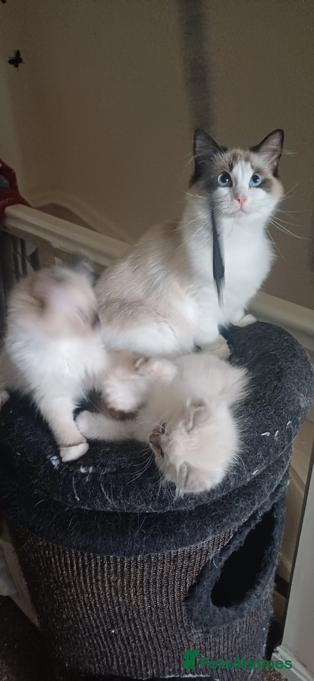 Ragdoll cats for sale: Beautiful litter Of Ragdolls - Advert 1