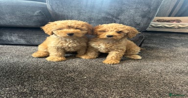 Mixed Breed dogs - Advert 8
