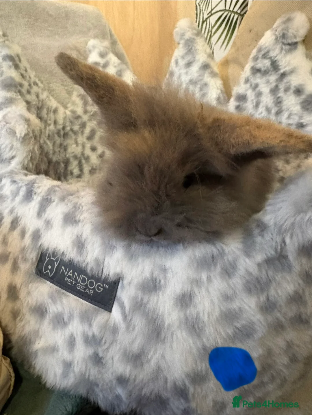Lionhead rabbits for sale: Gorgeous bunnies for sale  in Reading - Advert 8