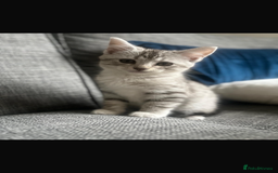 Mixed Breed cats for sale: Mixed breed silver tabby boys/ tabby & white girl - Image 11
