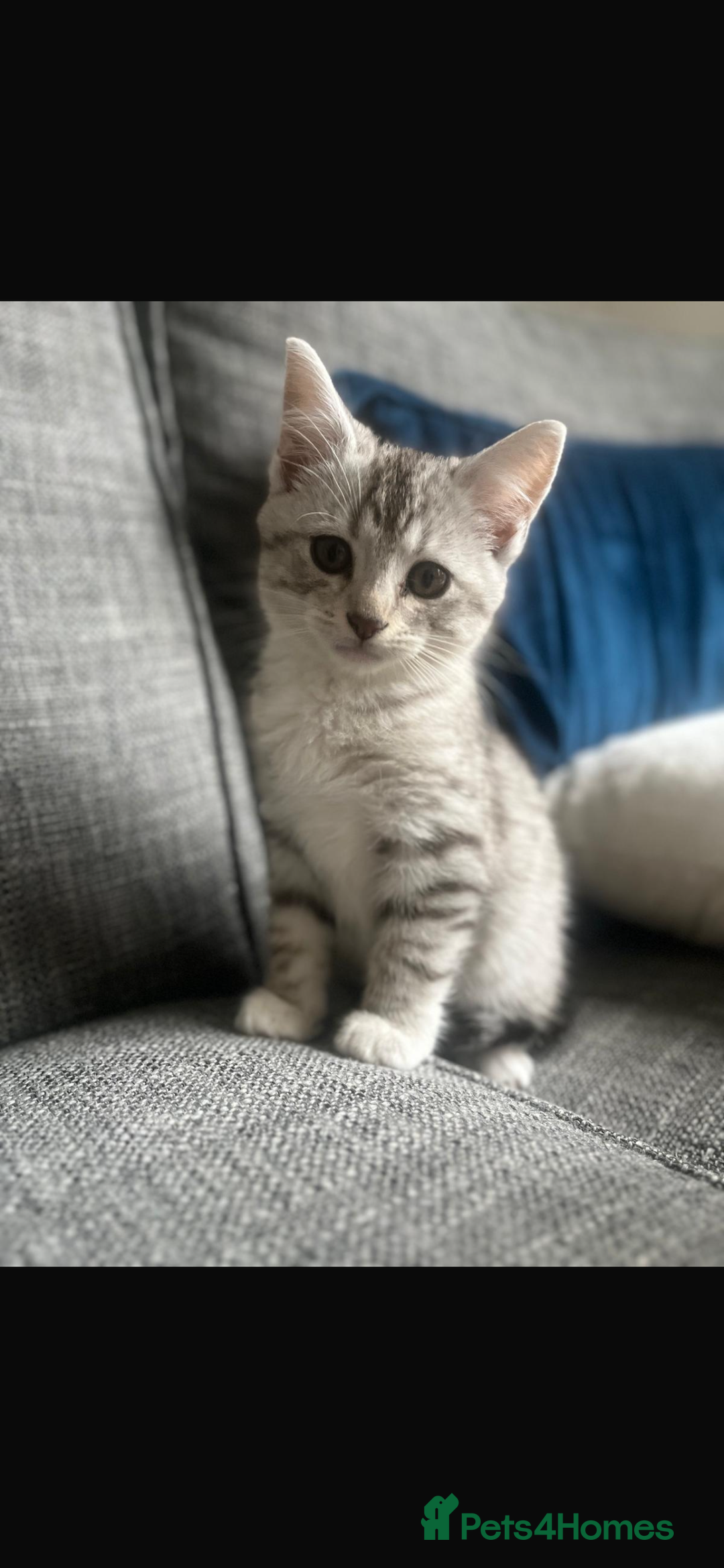 Mixed Breed cats for sale: Mixed breed silver tabby boys/ tabby & white girl - Image 11