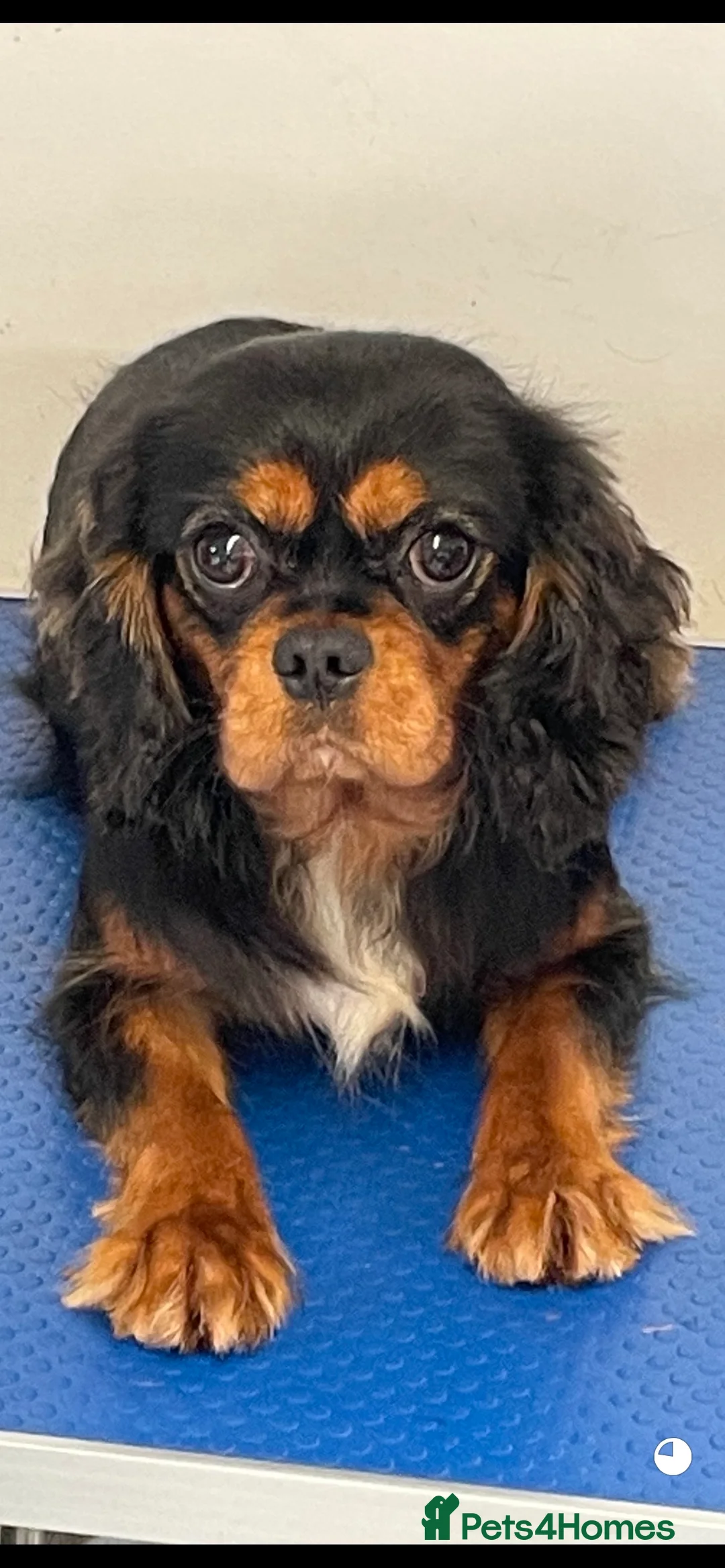 King Charles Spaniel dogs for stud: show quality King Charles cavalier for stud in Southport - Advert 1