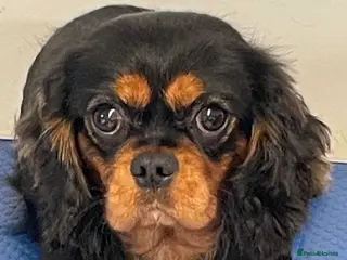 King Charles Spaniel dogs show quality King Charles cavalier for stud in Southport - Advert 22