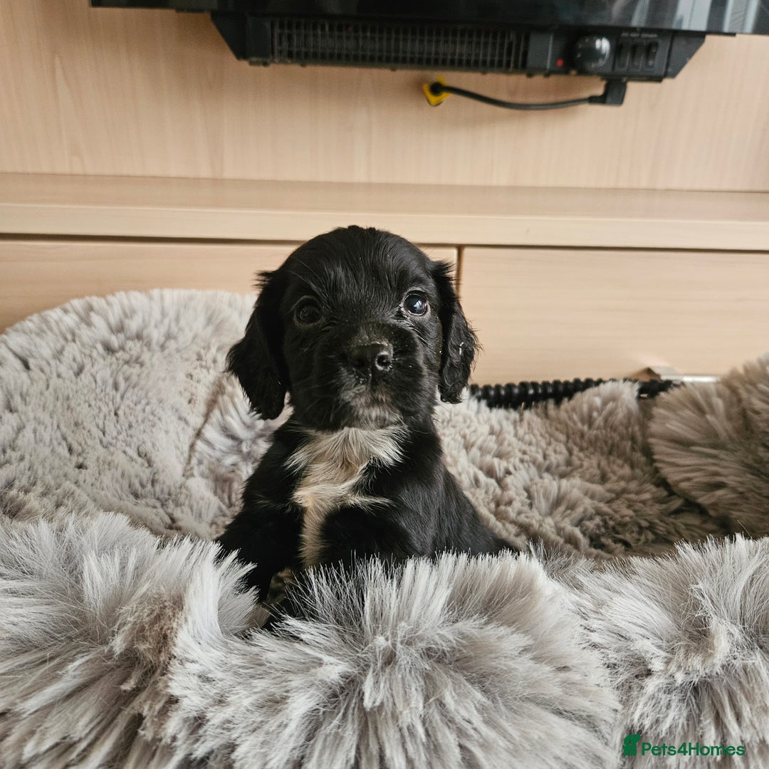 Cocker Spaniel dogs for sale: Rare Merle Working Type Cocker Spaniels - Advert 26