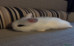 Lionhead rabbits for sale: Beautiful fluffy bunnies - Image 3