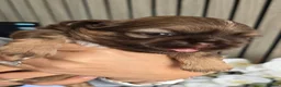 Shih Tzu dogs for sale: Stunning Imperial Shihtzu Puppies  - Advert 19
