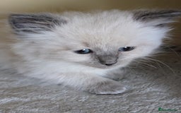 Ragdoll cats for sale:  Ragdoll kitten  - Advert 7