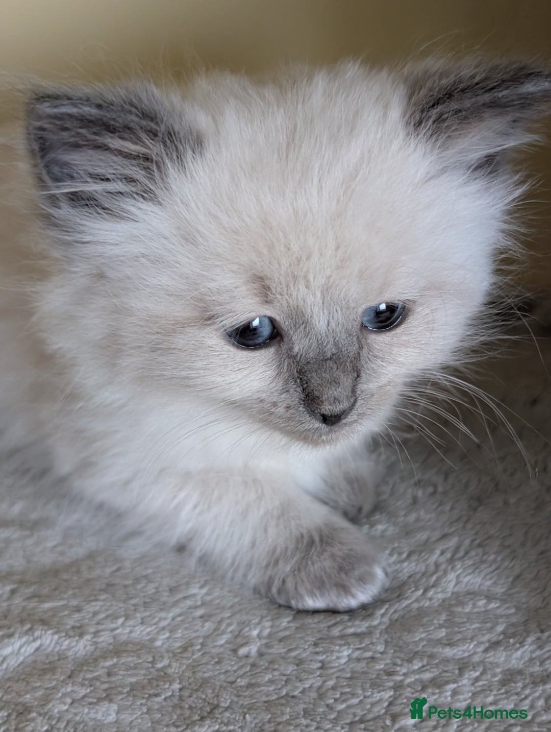 Ragdoll cats for sale:  Ragdoll kitten  - Advert 7