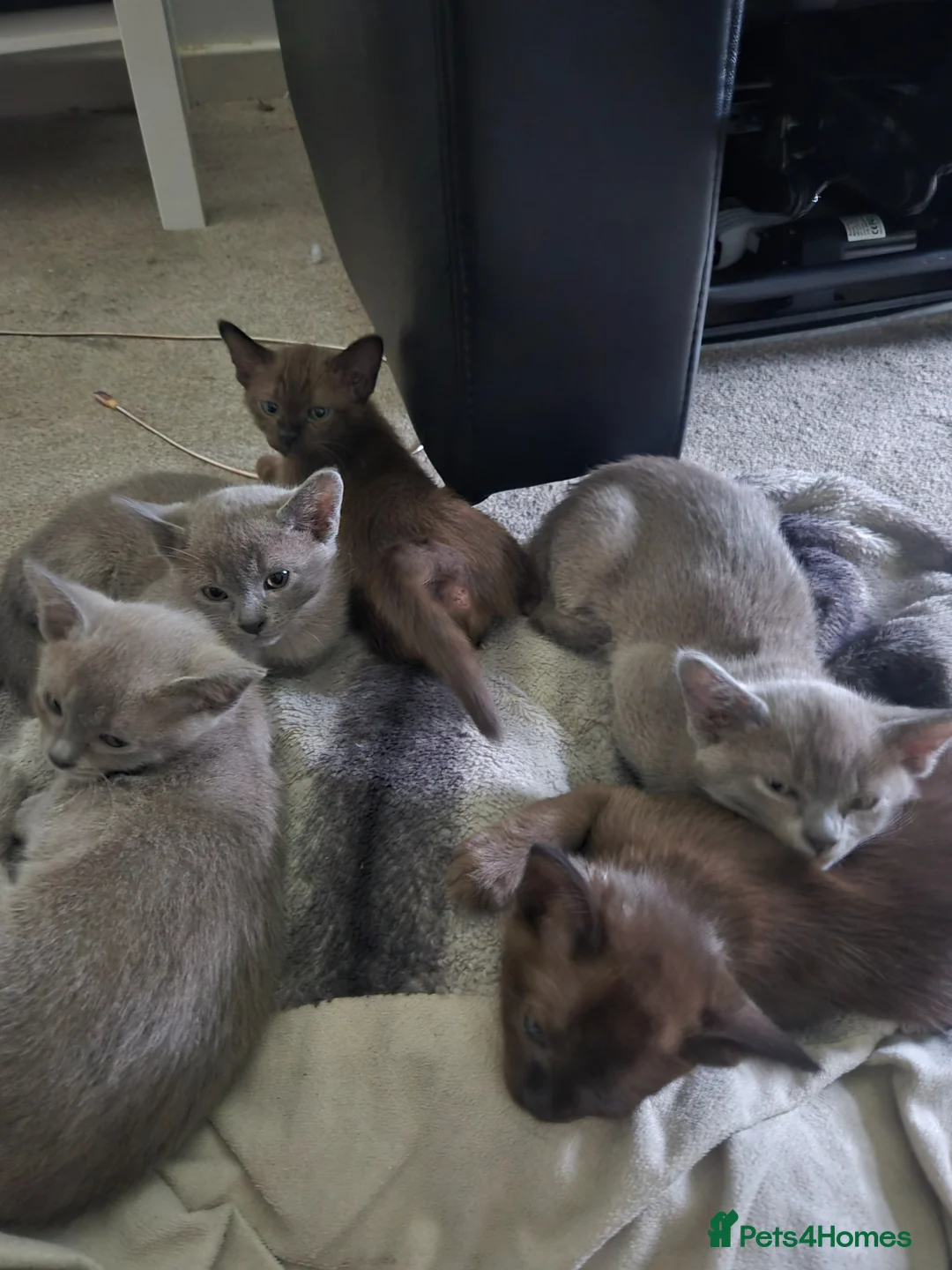 Burmese cats for sale: Blue and chocolate Burmese kittens  - Advert 1