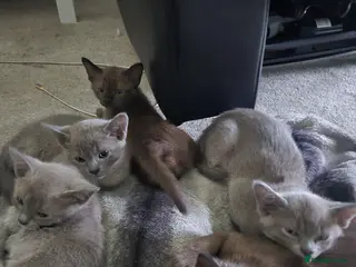 Burmese cats Blue and chocolate Burmese kittens - Advert 6