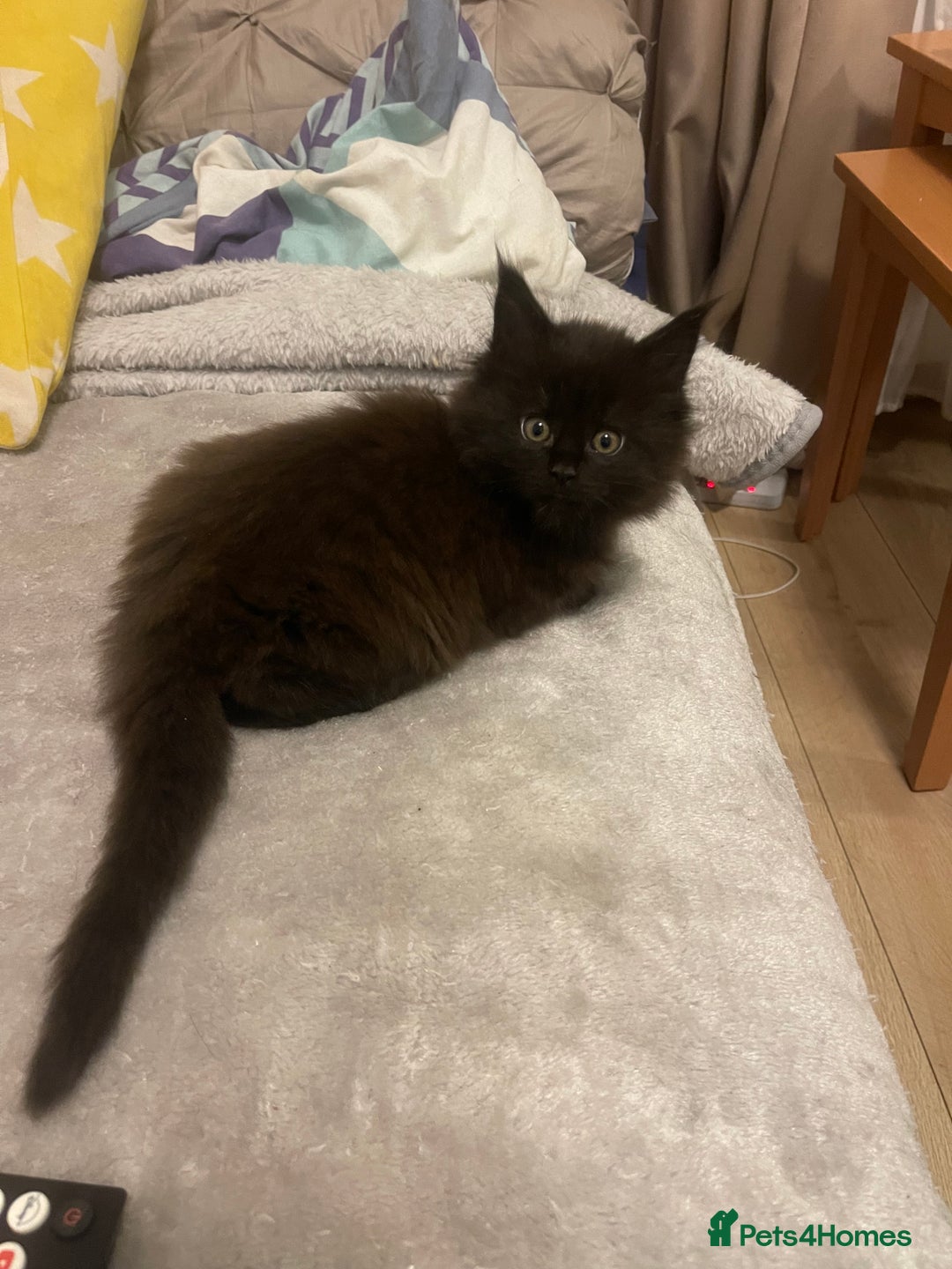 Maine Coon cats for sale: Main coon kitten - Advert 7