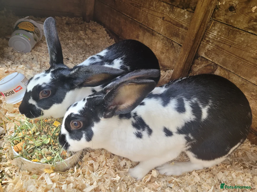 Belgian Hares rabbits for sale: 'Wren & Ruby' unique pair of female Belgian Hares - Advert 5