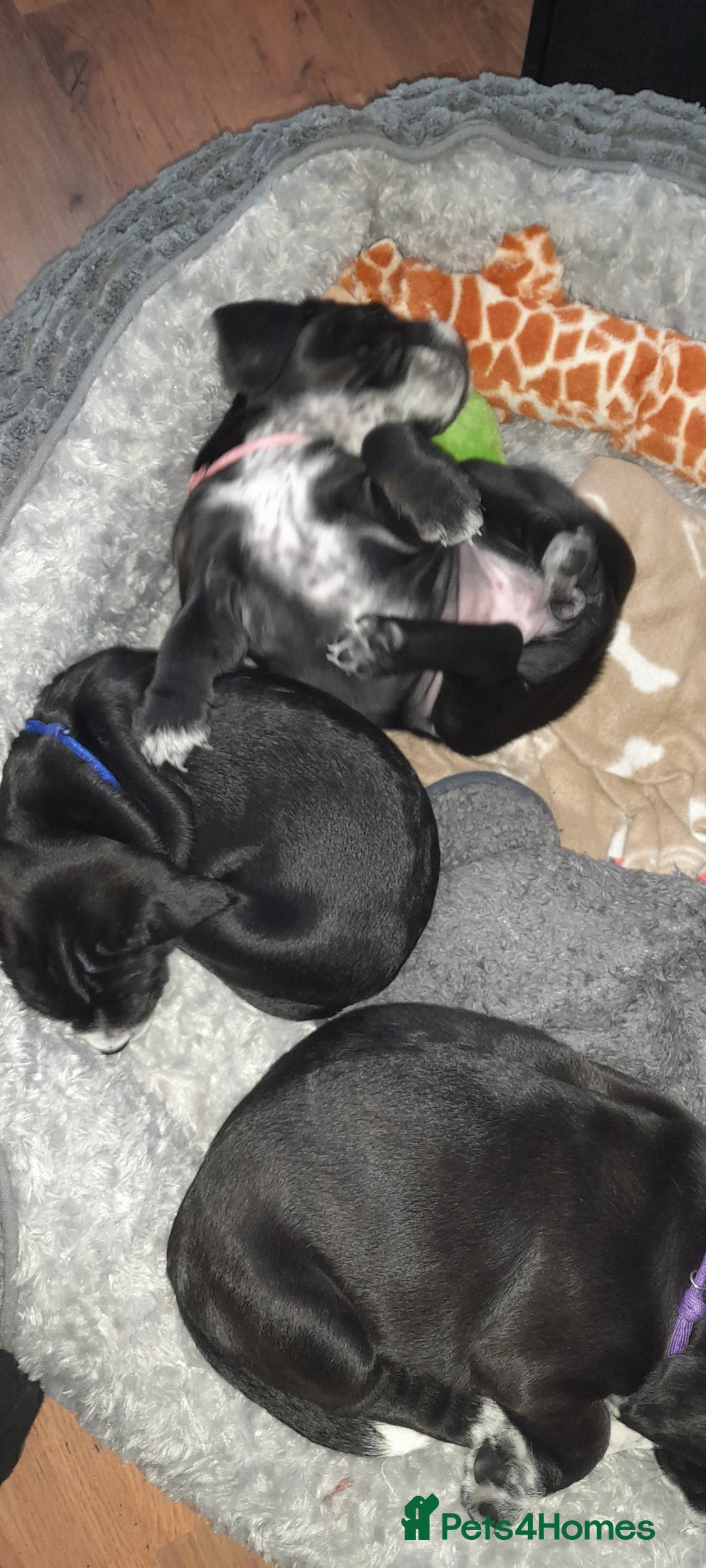 Mixed Breed dogs for sale: Staffy x Cocker Spaniel  - Advert 6