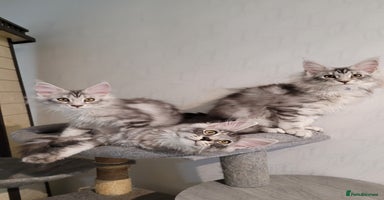Maine Coon cats in Ipswich - Advert 10