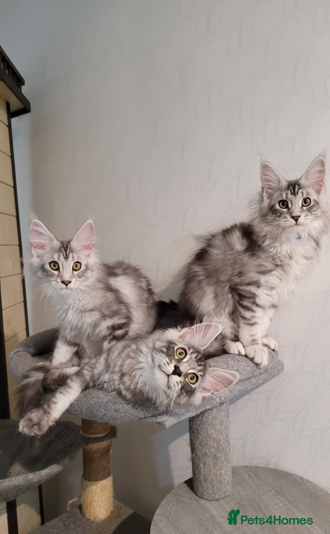 Maine Coon cats for sale: Tica registered maine coon kittens  in Ipswich - Image 2