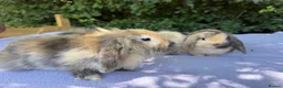 Mini Lop rabbits for sale: Baby Mini lops  - Advert 2