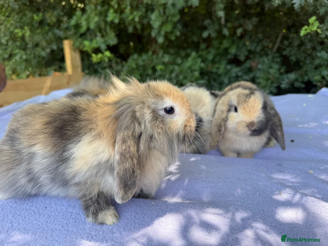 Mini Lop rabbits for sale: Baby Mini lops  - Advert 2