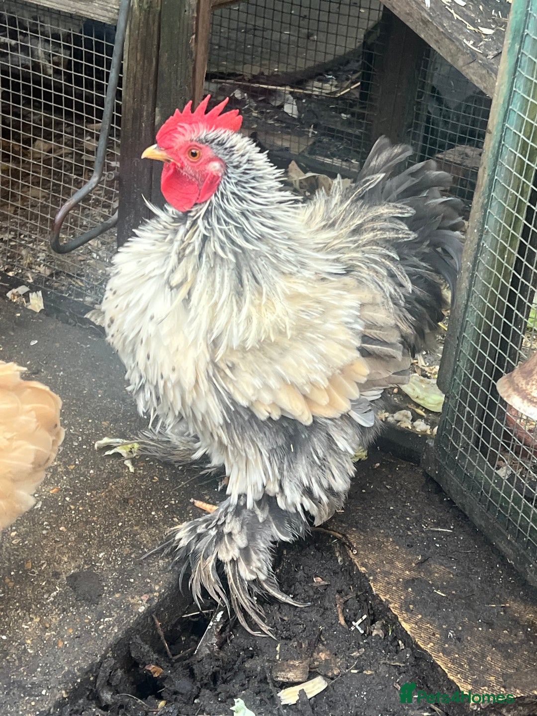 Chickens poultry for sale: Fizzy lavender bantam chicken - Advert 2