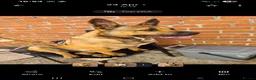Belgian Shepherd Dog dogs for sale: Belgian mali for sale  in Stockton-on-Tees - Advert 5