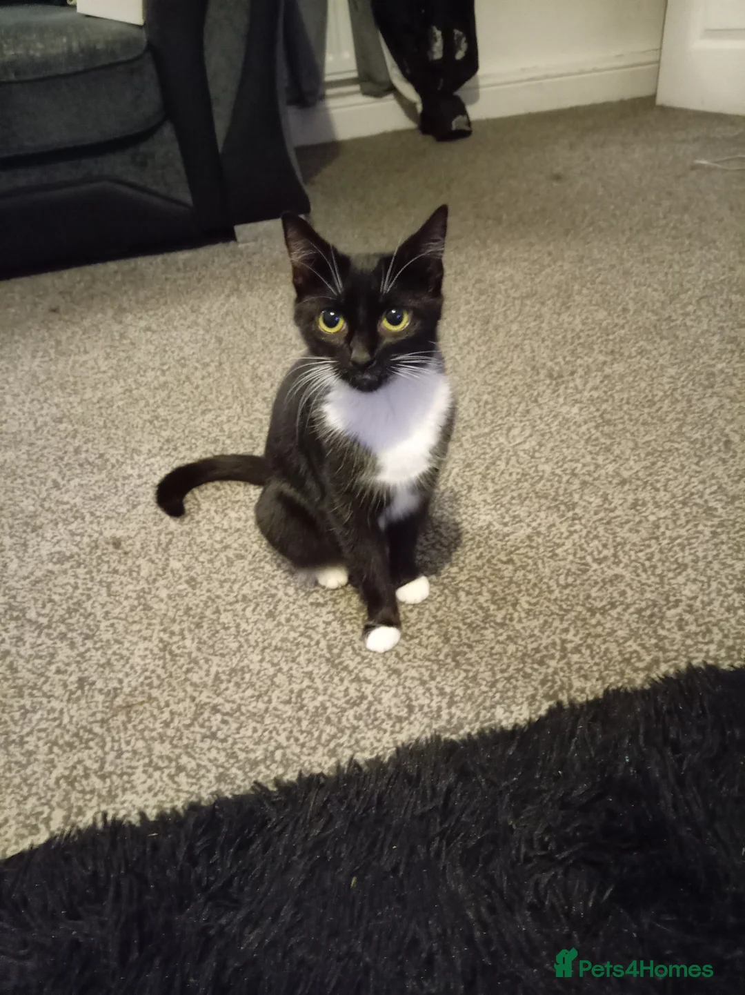 Mixed Breed cats for sale: 2 boys and I girl  - Advert 2