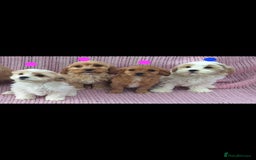 Cavachon dogs for sale: Cavachon Puppies for sale - Image 6