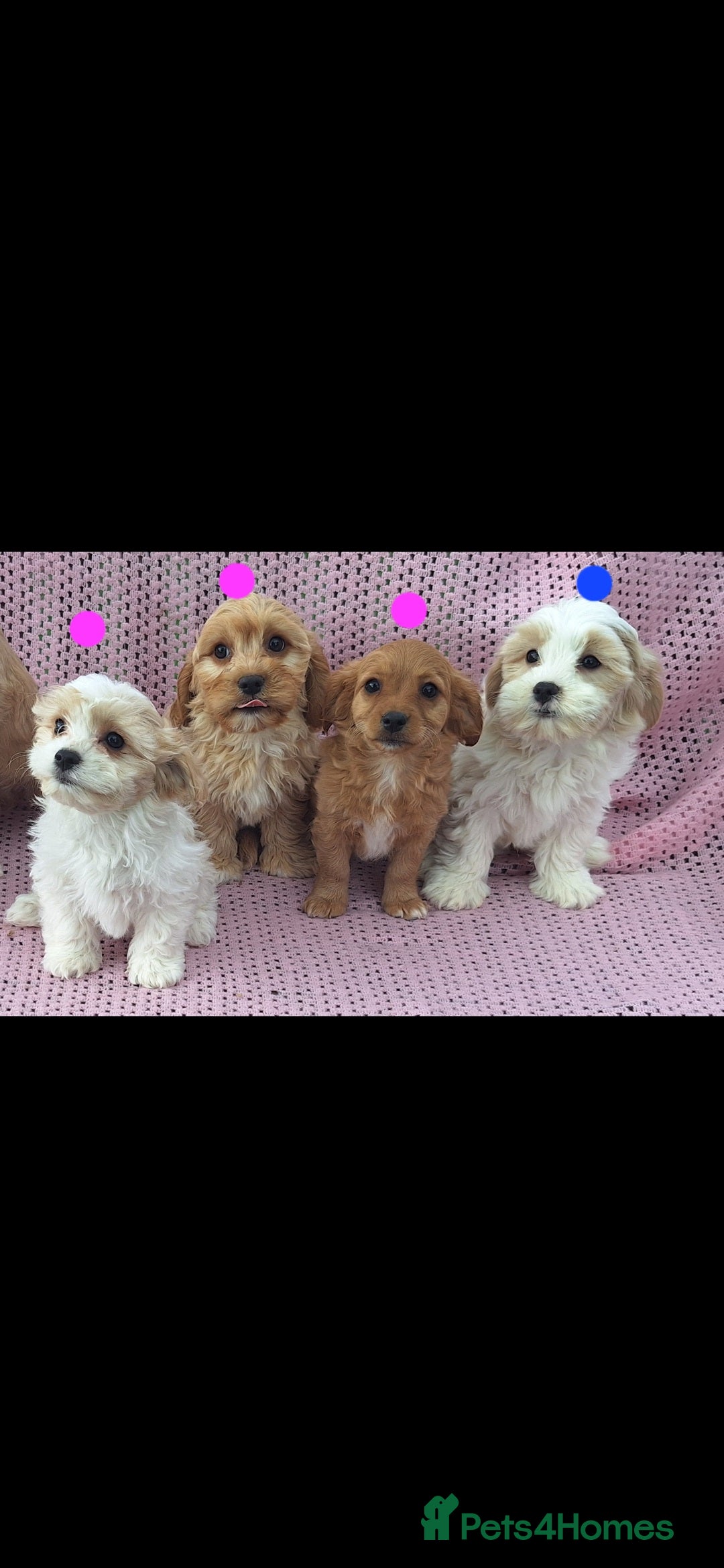 Cavachon dogs for sale: Cavachon Puppies for sale - Image 6