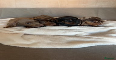 Dachshund dogs - Advert 14