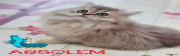 British Shorthair cats for sale: 💖😻 GCCF 🍬 Ready Now 🏡✨️ - Advert 12