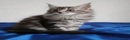 Maine Coon cats for sale: Beautiful GCCF mixed silver kittens - Advert 13