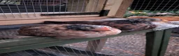 Chickens poultry for sale: Trio of Unrelated Serama Malaysian Bantams - Advert 3