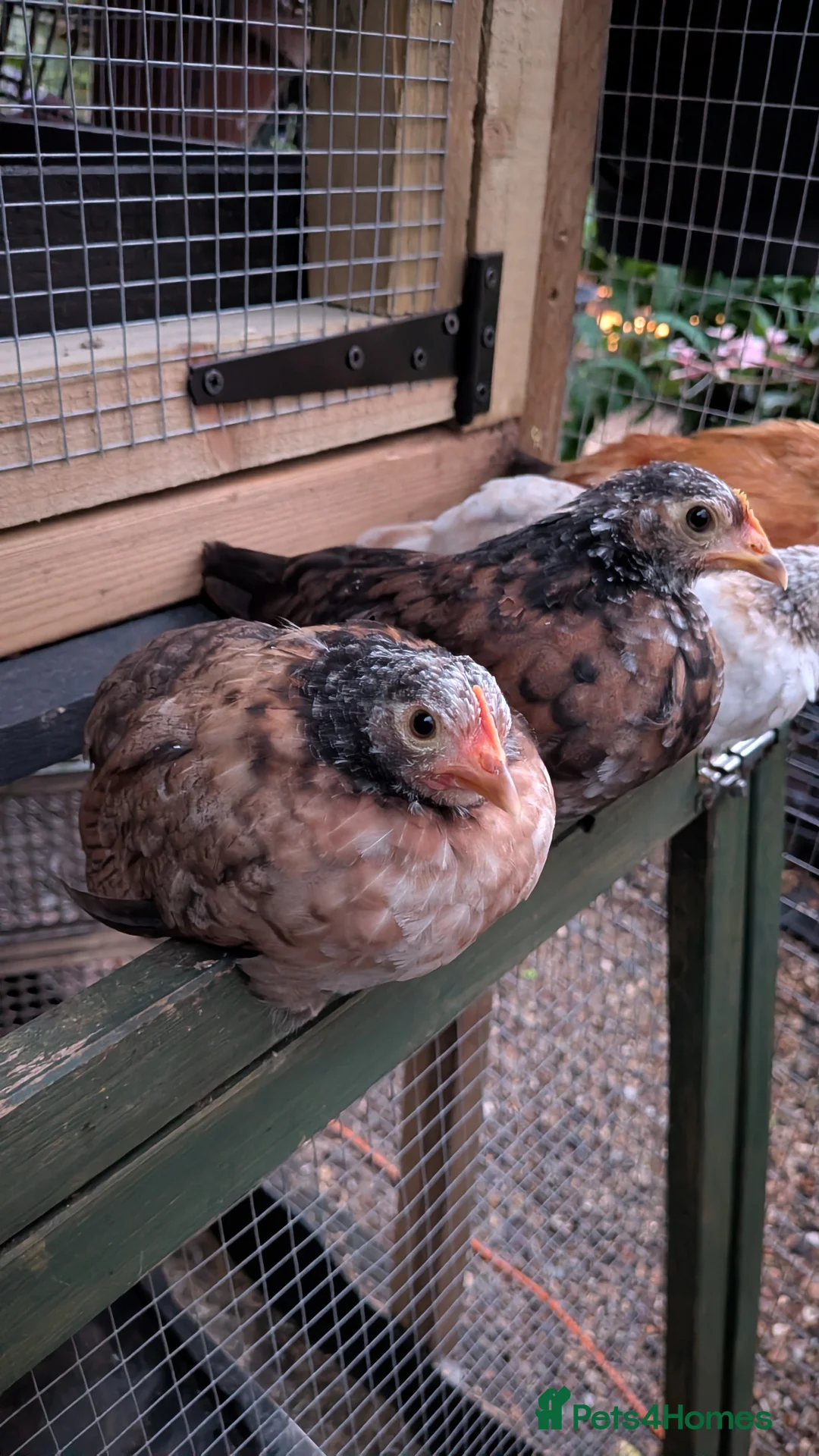 Chickens poultry for sale: Trio of Unrelated Serama Malaysian Bantams - Advert 3
