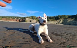 Mixed Breed dogs for sale: bull lurcher  - Image 3