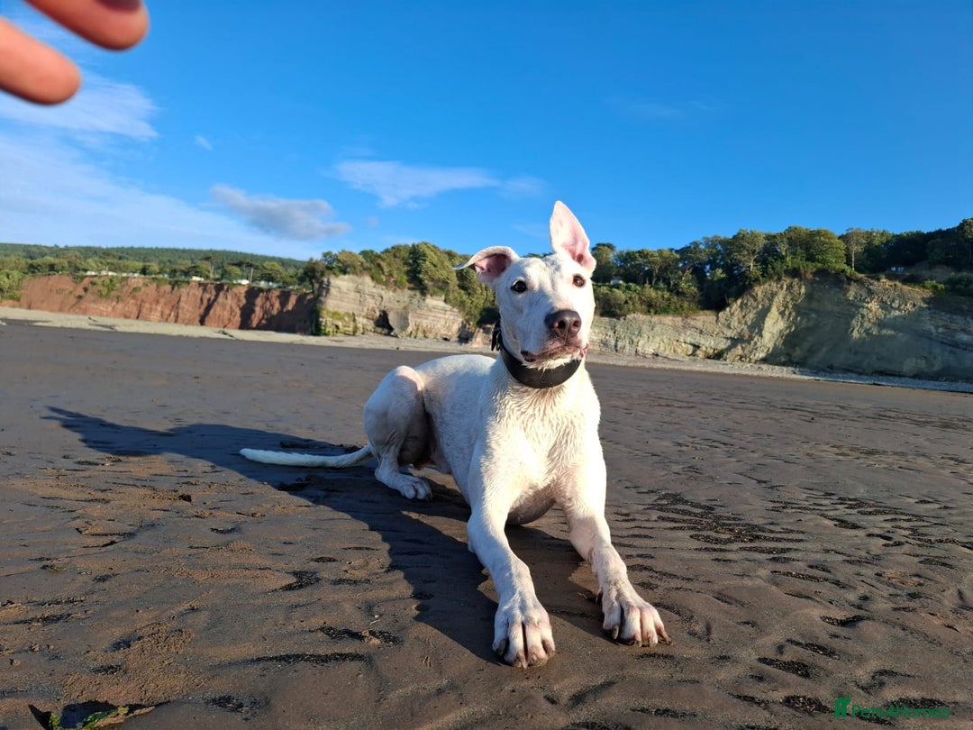 Mixed Breed dogs for sale: bull lurcher  - Image 3